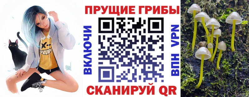 хочу   Дедовск  Галлюциногенные грибы Cubensis 